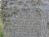 image of grave number 778149